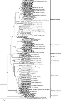 Community Composition and Metabolic Potential of Endophytic Actinobacteria From Coastal Salt Marsh Plants in Jiangsu, China